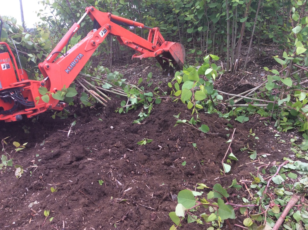 The backhoe is saving me lots of time pulling the stumps and breaking up the root system.